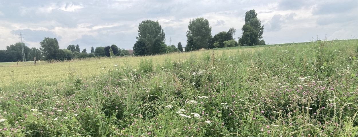 bloemenrand-biodiversiteit-matthiasVH-1250