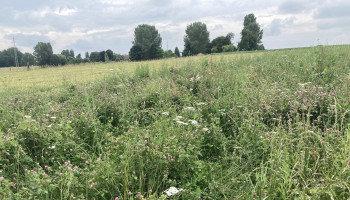 Brouns verhoogt budget voor jonge landbouwers en ecoregelingen