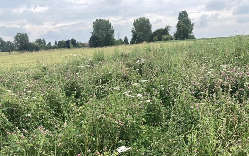Brouns verhoogt budget voor jonge landbouwers en ecoregelingen