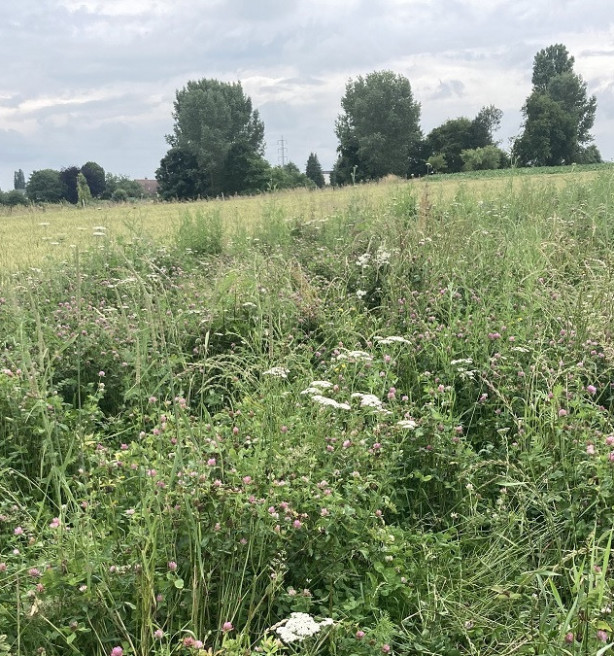 Brouns verhoogt budget voor jonge landbouwers en ecoregelingen