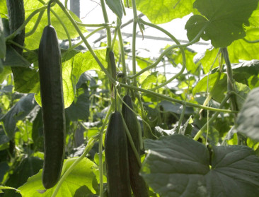 Komkommertelers profiteren van Spaans noodweer