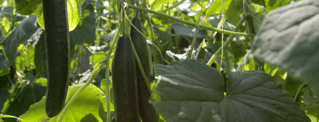 BelOrta - komkommerteelt