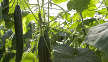 Komkommertelers profiteren van Spaans noodweer