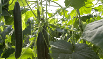 Komkommertelers profiteren van Spaans noodweer