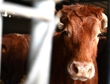 Verbod op Belgisch rundvlees van China heeft amper impact voor sector