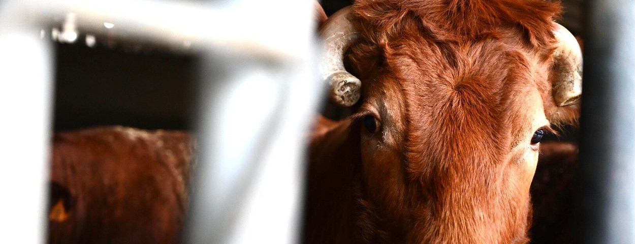 prezdecheznouskwaliteitslabelrundvlees3-1250