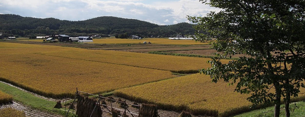 Japan_sfeerbeeld rijstvelden