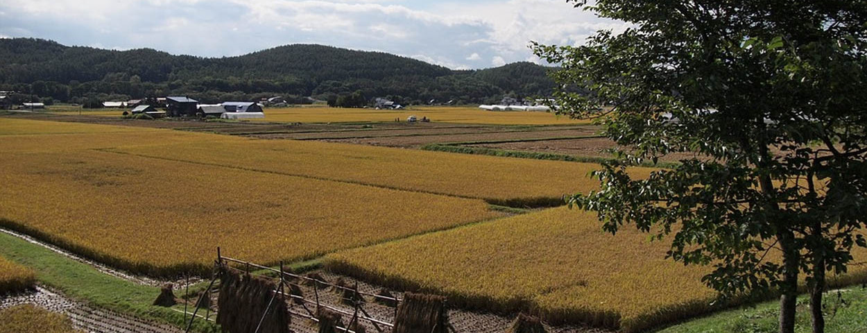 Japan_sfeerbeeld rijstvelden