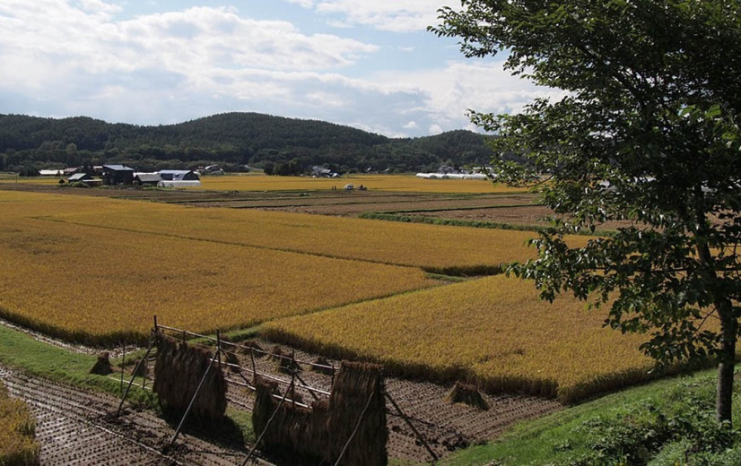 Japan boort rijstreserves aan wegens hoge prijzen