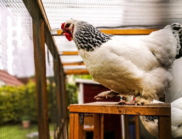 Opnieuw ophokplicht in Nederland na nieuwe uitbraken vogelgriep