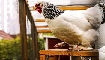 Opnieuw ophokplicht in Nederland na nieuwe uitbraken vogelgriep