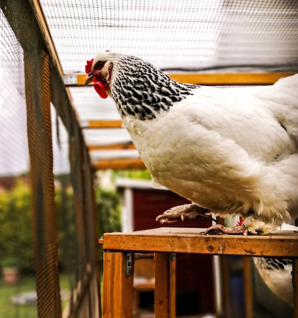 Nieuwe vogelgriepuitbraak bij vogelhandelaar in Bocholt
