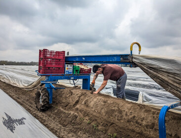 Aspergeseizoen losgebarsten: prijzen gehalveerd sinds Pasen en verder onder druk