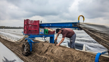 Aspergeseizoen losgebarsten: prijzen gehalveerd sinds Pasen en verder onder druk