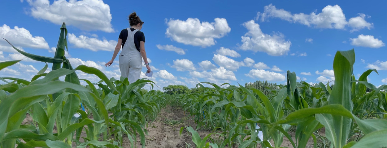veldproef mais veredeld met CRISPR