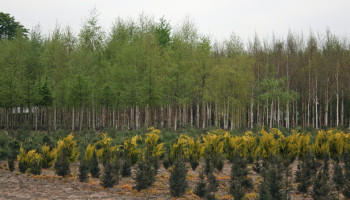 Tekort aan plantgoed bomen pas over enkele jaren verholpen