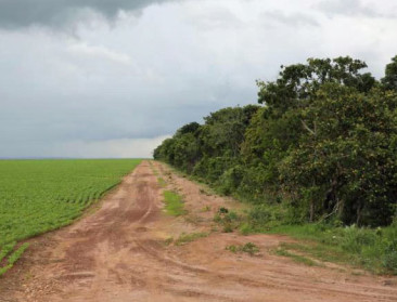 Ontbossing in Cerrado in Brazilië overstijgt die in Amazonegebied