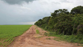 Ontbossing in Cerrado in Brazilië overstijgt die in Amazonegebied