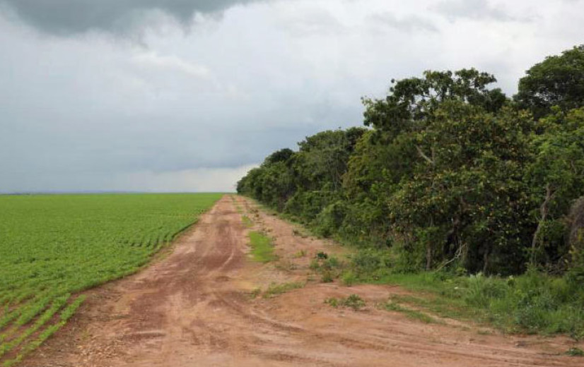 Ontbossing in Cerrado in Brazilië overstijgt die in Amazonegebied