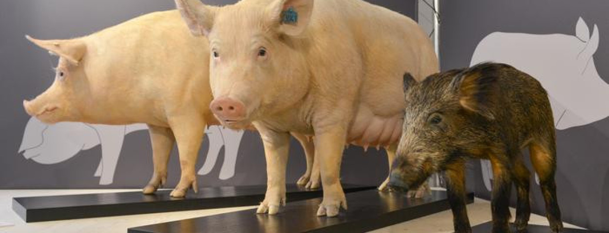 Low-Res_schweinescholz