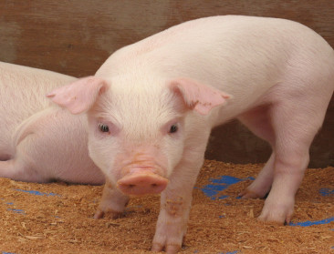 AMCRA adviseert over het gebruik van colistine