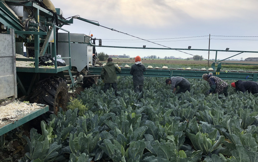 Dure kunstmest en schaarse arbeid wegen op diepvriesgroentetelers