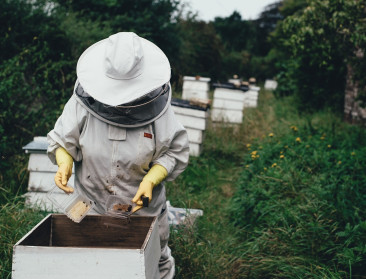 Bacterieziekte bijen in opmars: “Wallonië krijgt Europese vuilbroed niet onder controle”