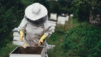 Bacterieziekte bijen in opmars: “Wallonië krijgt Europese vuilbroed niet onder controle”