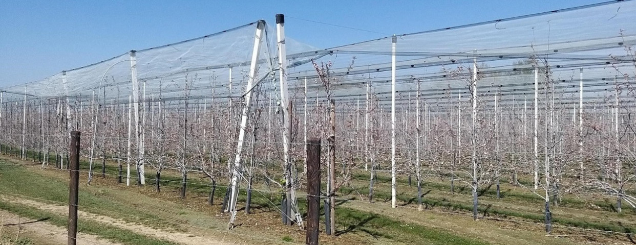 hagelnet-fruit-1250