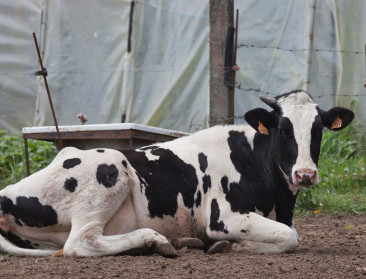 Spaanse melkveehouders boycotten supermarkten