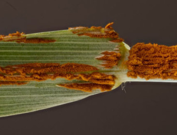 Gele en zwarte roest bedreigen de Europese graanvelden