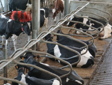 ILVO: "Nieuwe dierenwelzijnsapp is in de eerste plaats een leerinstrument"