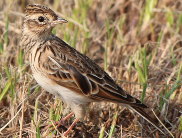 Veldleeuwerik is de Vogel van het Jaar 2026