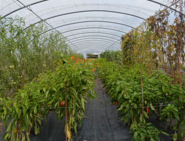 Raad van State vernietigt toelating van drie gewasbeschermingsmiddelen