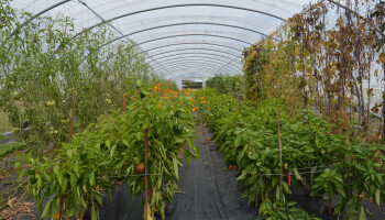Raad van State vernietigt toelating van drie gewasbeschermingsmiddelen