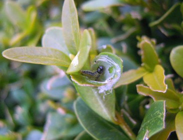 SOS Buxusmot geeft tips om buxusmot te bestrijden