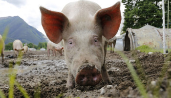 Daling zet voort: minder dan 10 miljoen varkens geslacht in België