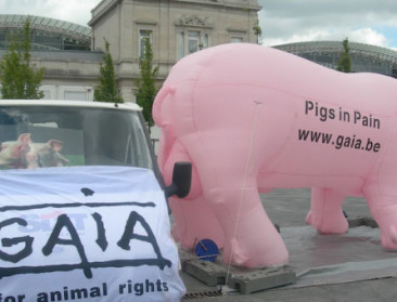 Dierenrechtenorganisatie GAIA bestaat 30 jaar