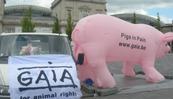 Dierenrechtenorganisatie GAIA bestaat 30 jaar