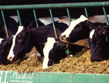 MilkBE: Zuivelsector blijft anticiperen op maatschappelijke uitdagingen