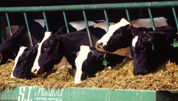 MilkBE: Zuivelsector blijft anticiperen op maatschappelijke uitdagingen