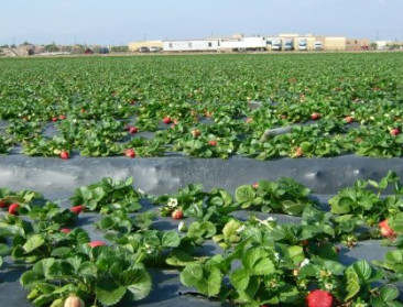 Britse boer én consument bezorgd om brexit