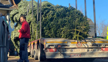 Brusselse kerstboom vormt startschot Belgisch oogstseizoen