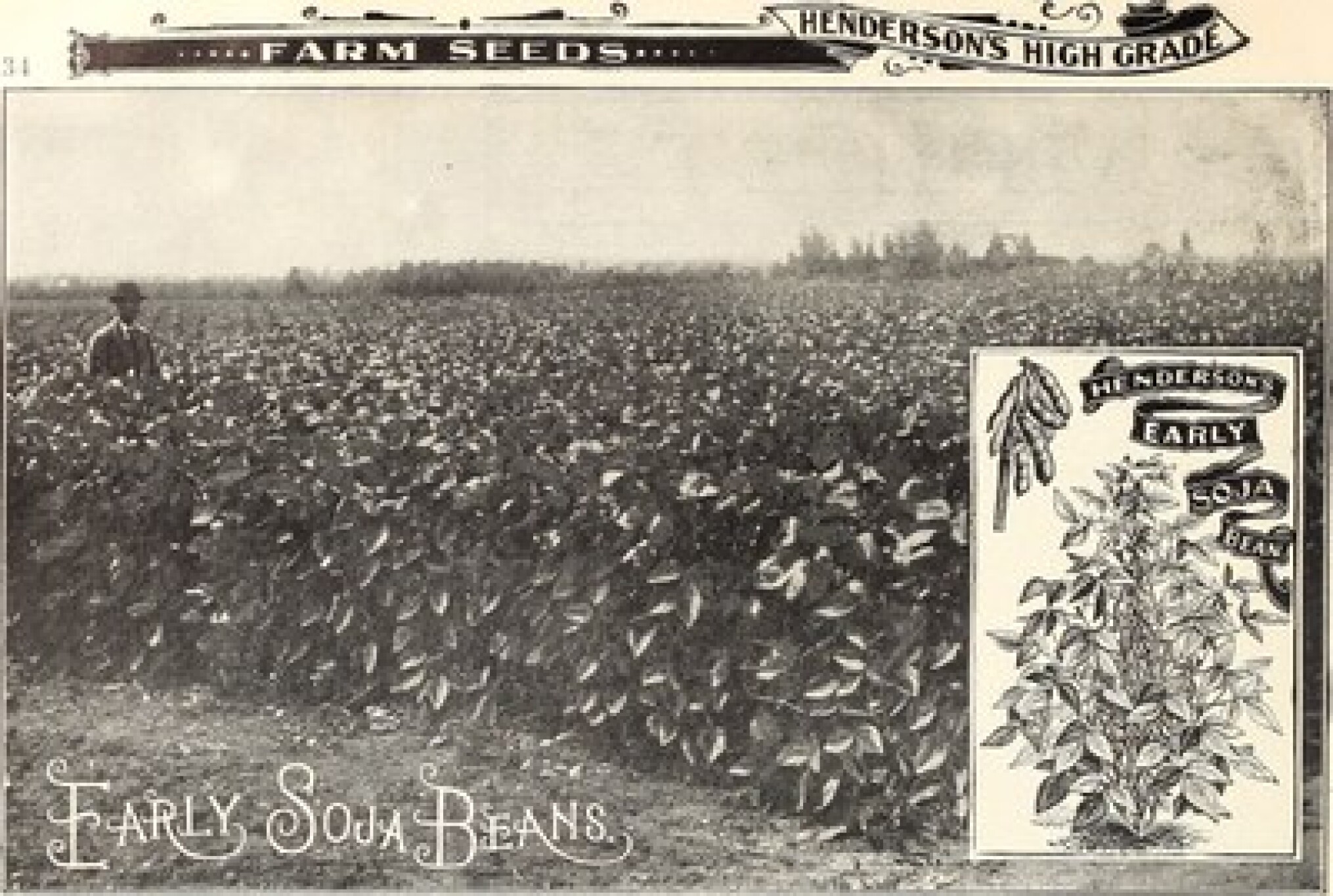 De sojaboon door de wereldgeschiedenis: globalisering, grenzen en de ontwikkeling van een planetair product