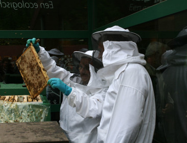Europese Commissie maant wetgevers aan tot bescherming bijen