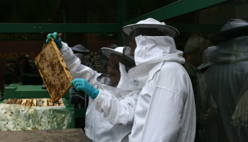 Europese Commissie maant wetgevers aan tot bescherming bijen