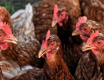 Uitbraak vogelgriep bij pluimveebedrijf in West-Vlaanderen