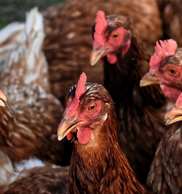 Nederland bereidt vaccinproef tegen vogelgriep voor