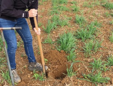 Verdienmodel en langetermijnvisie cruciaal voor carbon farming