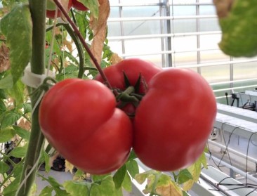 Smaakvollere tomaten met 'recycleeralgen' als meststof